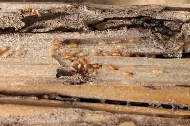 Best Pest Prevention Services  in Williamsburg, OH
